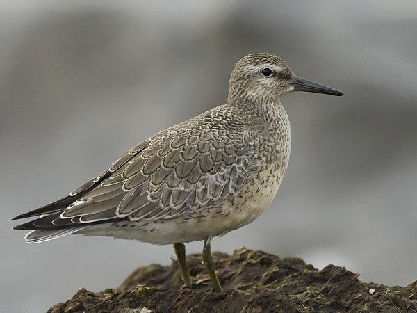 Isosirri, Red Knot, Calidris canutus